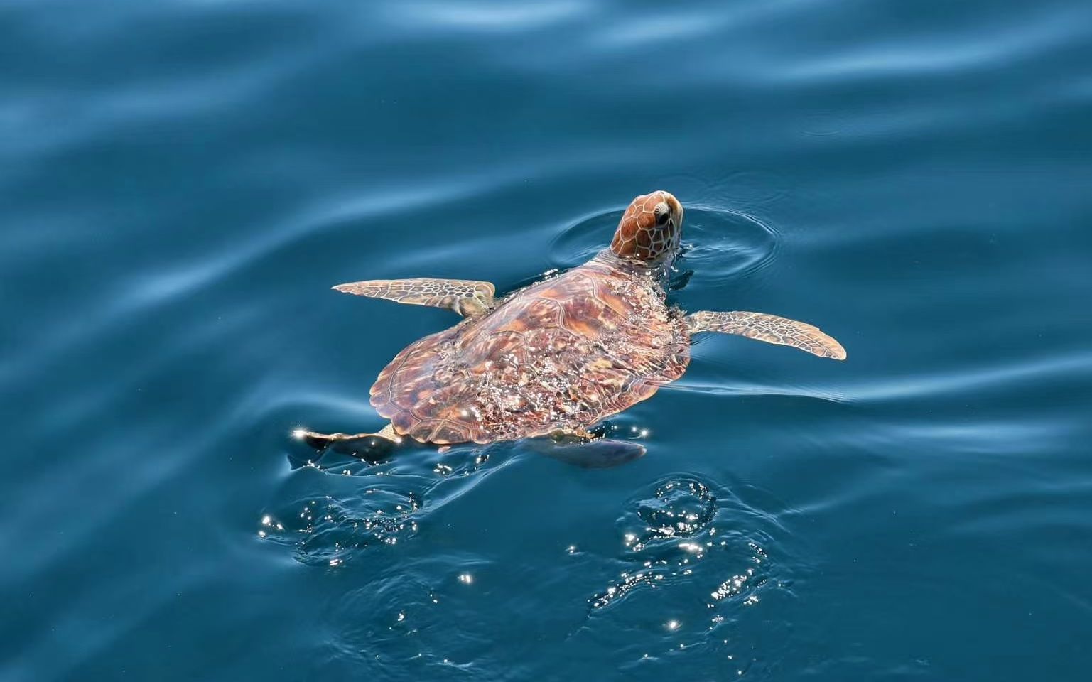 海龟大救援 每只海龟都值得被温柔相待 手机新浪网