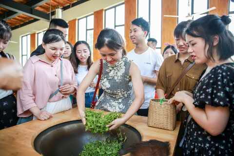 体验炒茶制茶.何浏进摄