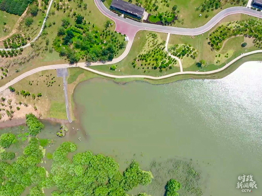 △薛家洼生态园，郁郁青青。（总台央视记者邵鑫扬拍摄）&nbsp;