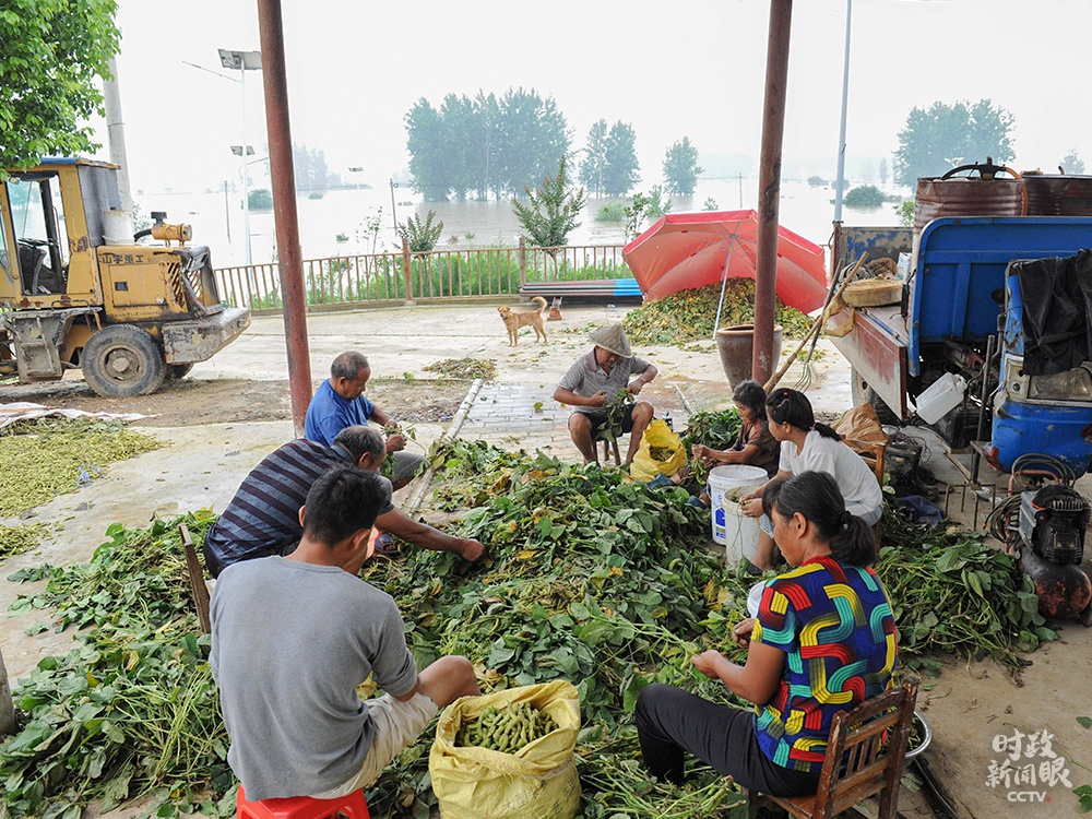 △蒙洼蓄洪区村民整理抢收回来的毛豆