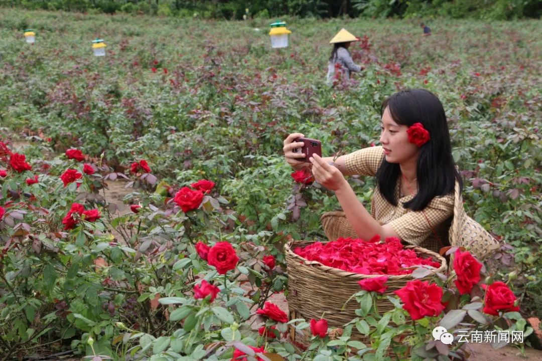 8月19日,游客在云南省镇康县军赛乡岔路村食用玫瑰种植基地体验采摘