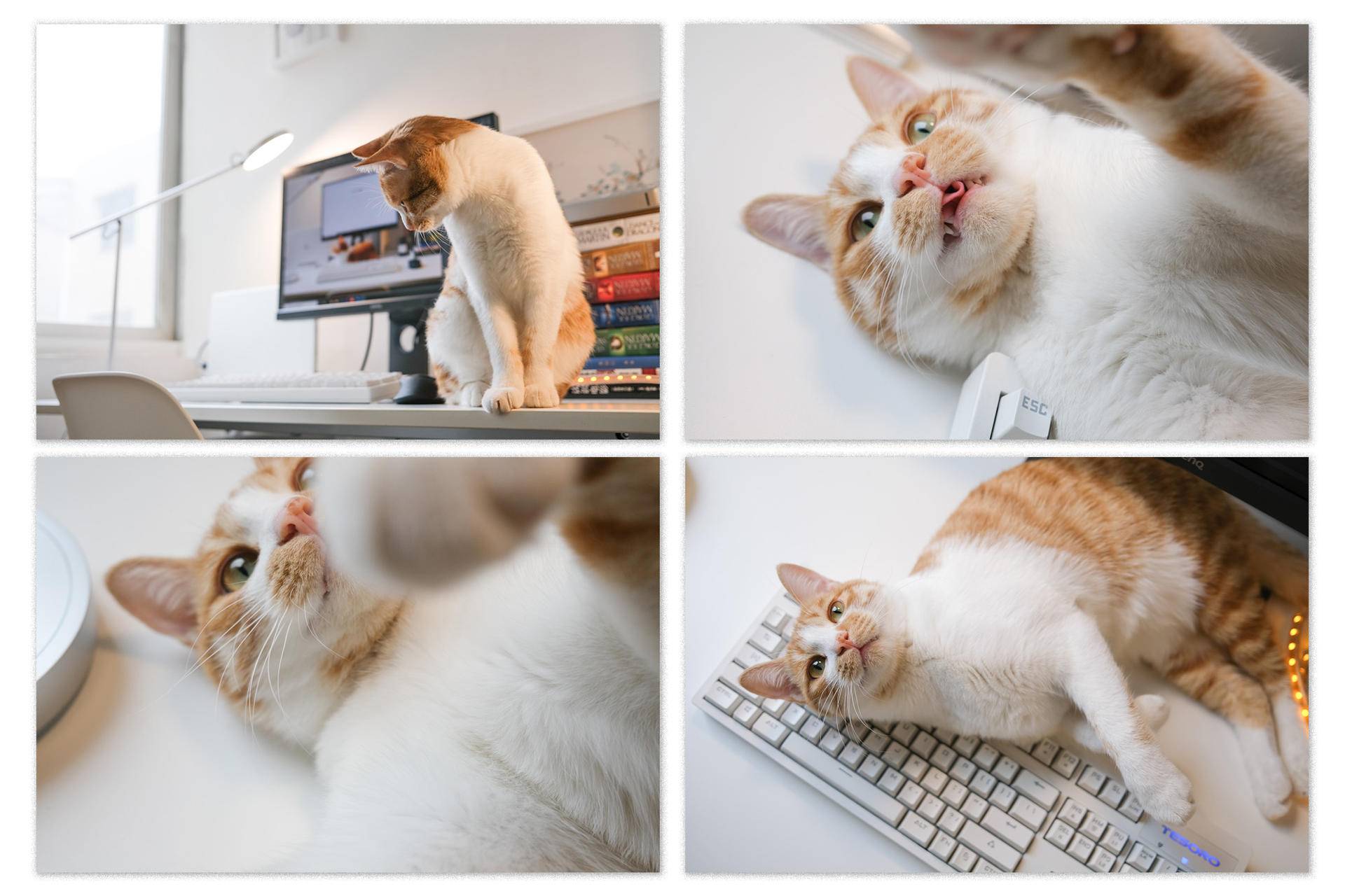 打造舒适的工作和娱乐角落,我这样布置桌面与房间