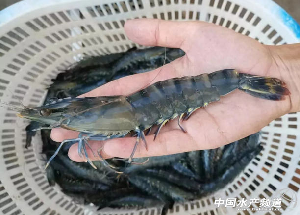 小棚金刚虾养殖了解一下