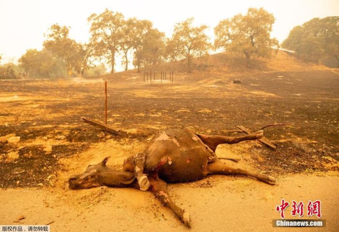 当地时间2020年8月19日，美国加利福尼亚州瓦卡维尔，野火蔓延致房屋树木被毁，出现罕见火龙卷现象。图为动物被山火烧焦。