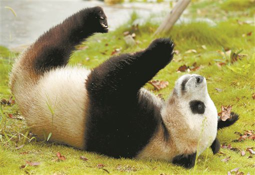 大熊猫"离堆"在地上打滚玩耍.记者 郭立亮 摄