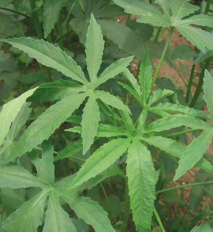 洋麻是一种草本植物,是生产麻绳,麻袋等物品的原料,具有质地坚韧,纤维