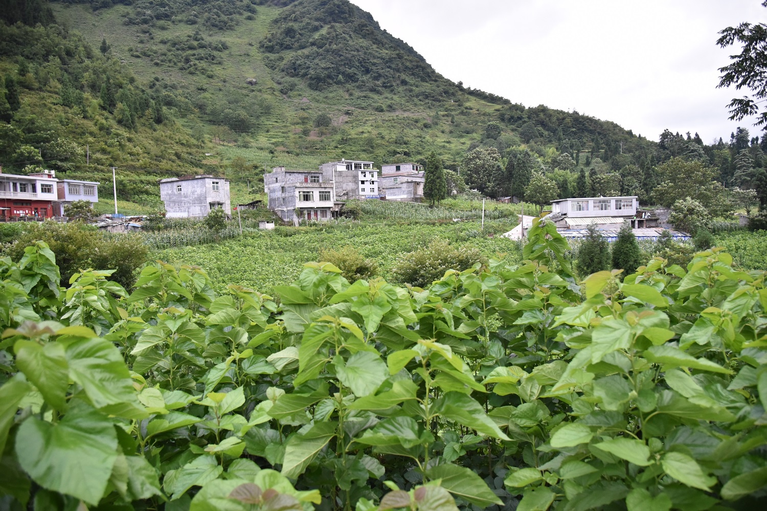 贵州省毕节市纳雍县勺窝镇务井村栽种着连片的桑树.