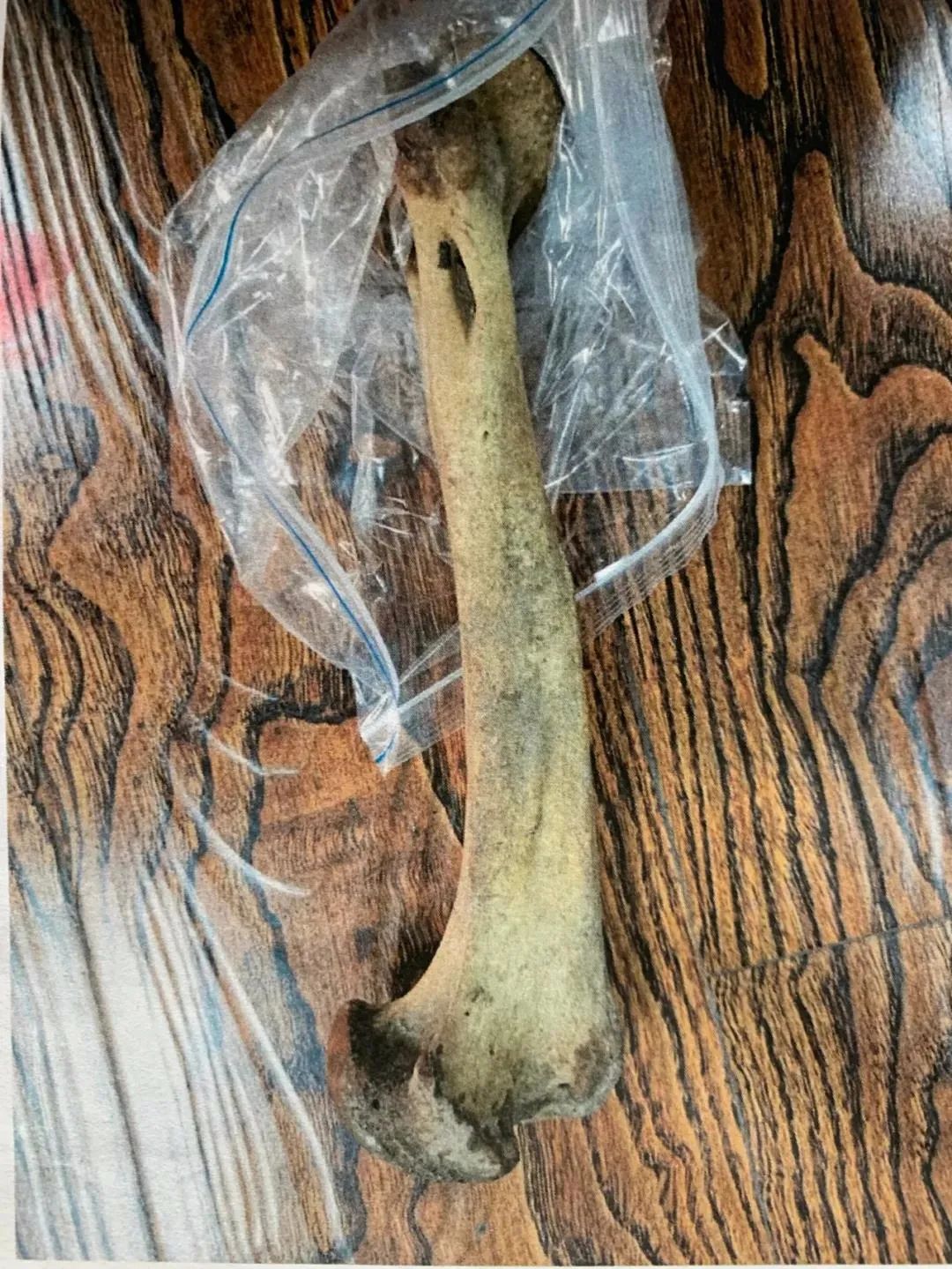 捡了一根骨头男子获刑5年