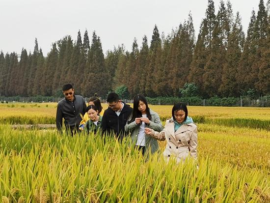 安徽农业大学农业经济管理专业高职学生在田间地头学习水稻品种识别