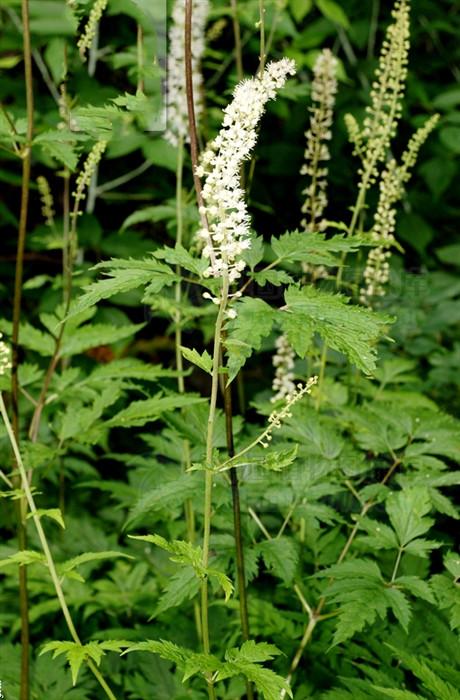 升麻见过吗清热解毒发表透疹主火毒口疮咽痛斑疹