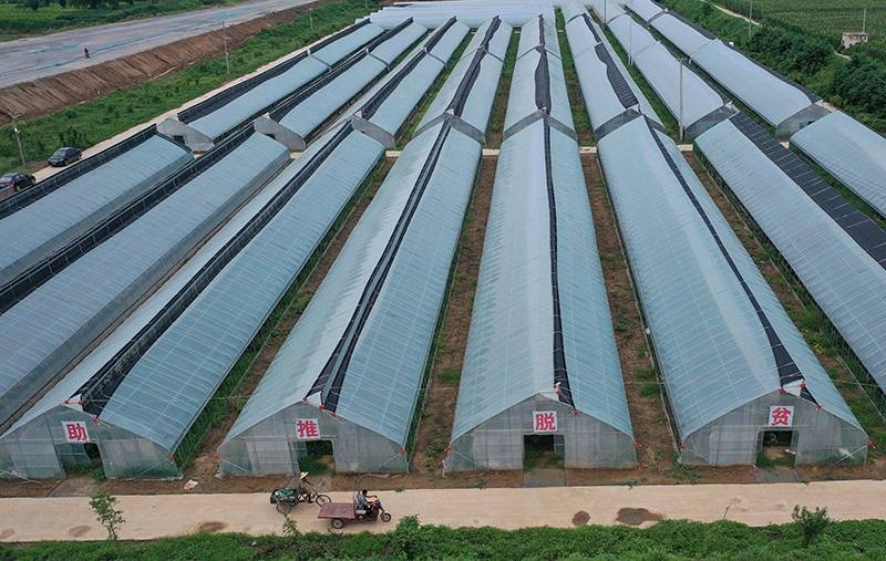 这是8月21日拍摄的河南省武陟县怀川麦乡种植专业合作社的大棚(无人机