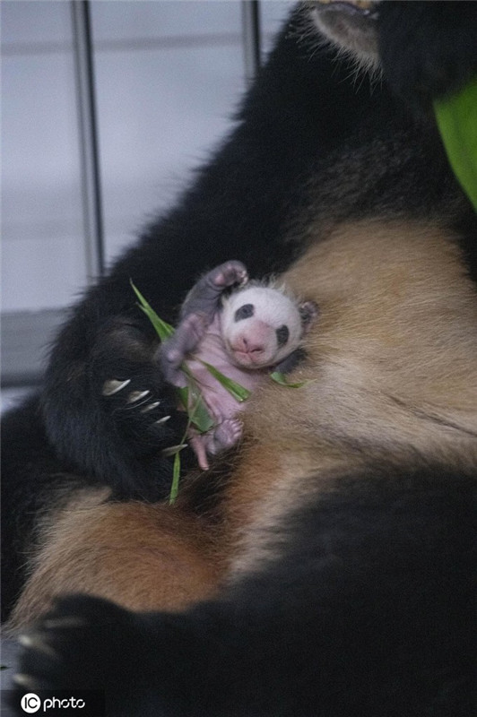 韩国爱宝乐园公开新生大熊猫宝宝成长照