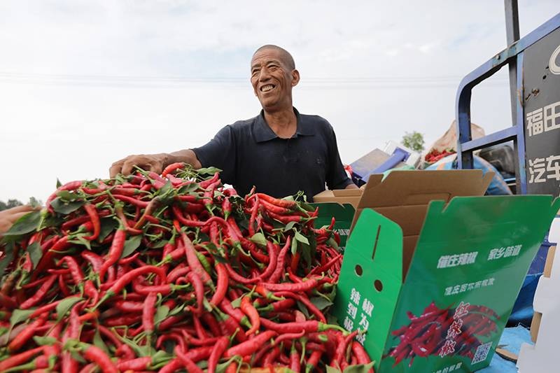 8月21日,河南省武陟县怀川麦乡种植专业合作社员工在整理西瓜秧苗.