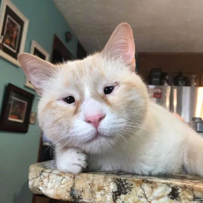 这充满智慧的小眼神猫子长相好丑萌啊