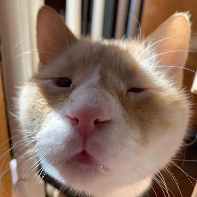 这充满智慧的小眼神猫子长相好丑萌啊