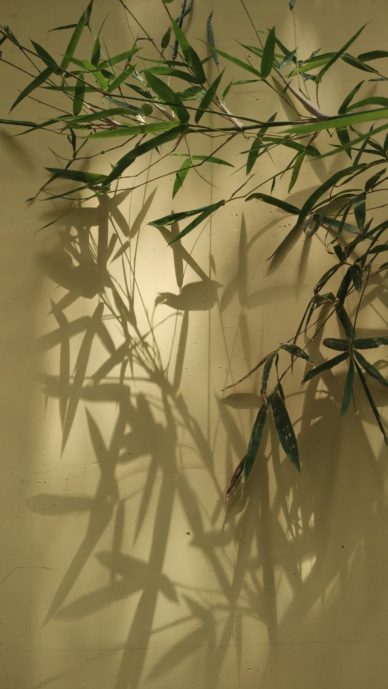 牛眼观看:竹影婆娑