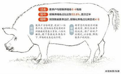 生猪规模养殖首次超过散养 生猪散养户为何在观望？