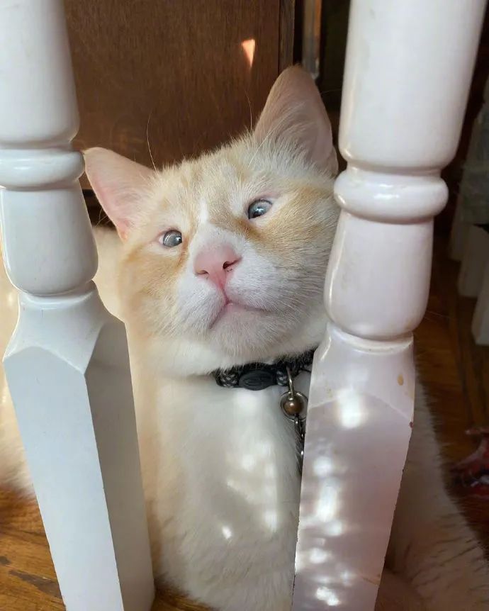 这充满智慧的小眼神猫子长相好丑萌啊