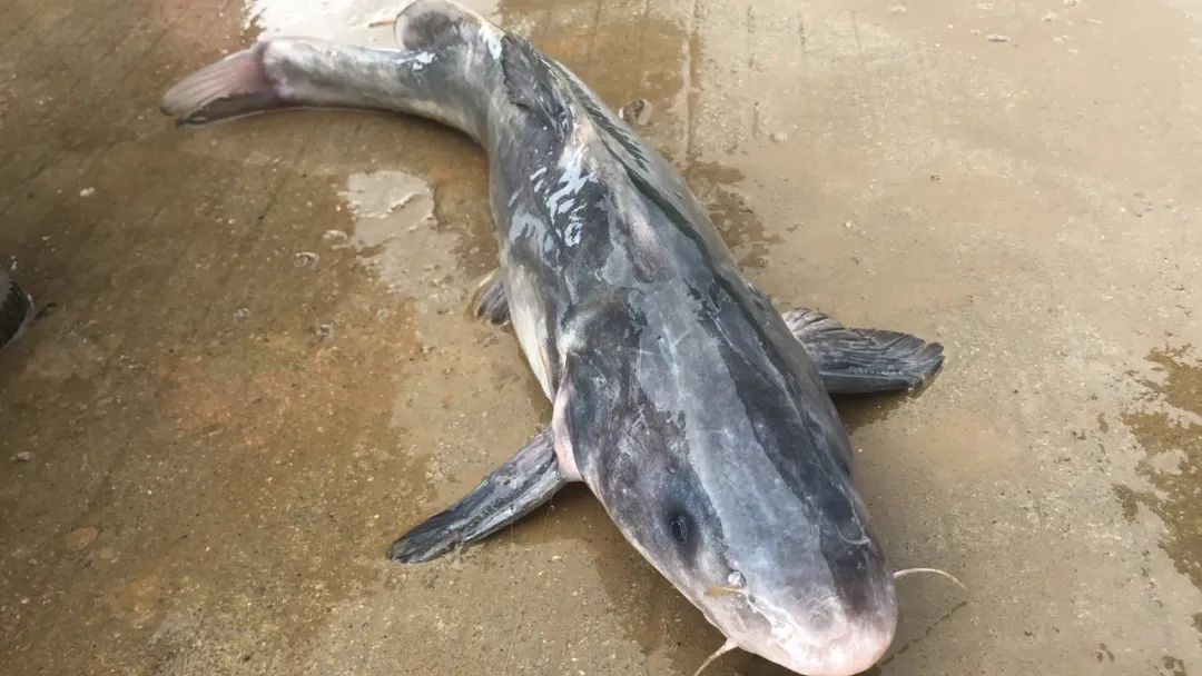 养户恐慌抛售鳜鱼老鱼又跌1.5元!加州鲈老鱼涨1元!黄颡暴跌2.5元