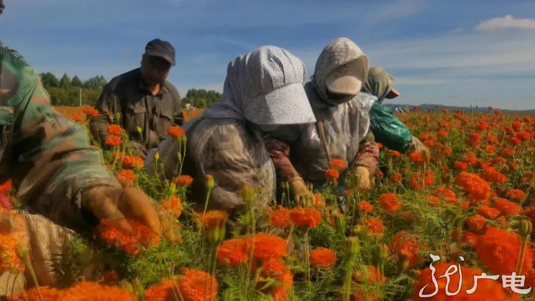 中草药种植开启致富金"药"匙|中草药|中药材|致富_新浪新闻