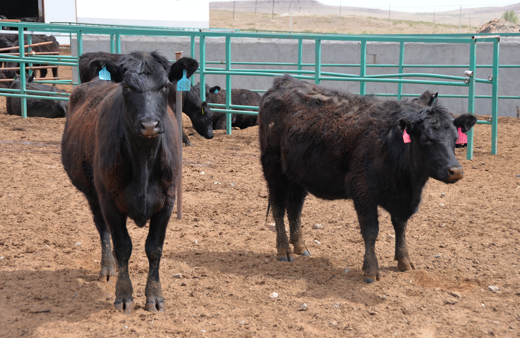 北京火山犇让察右后旗贫困户牛起来