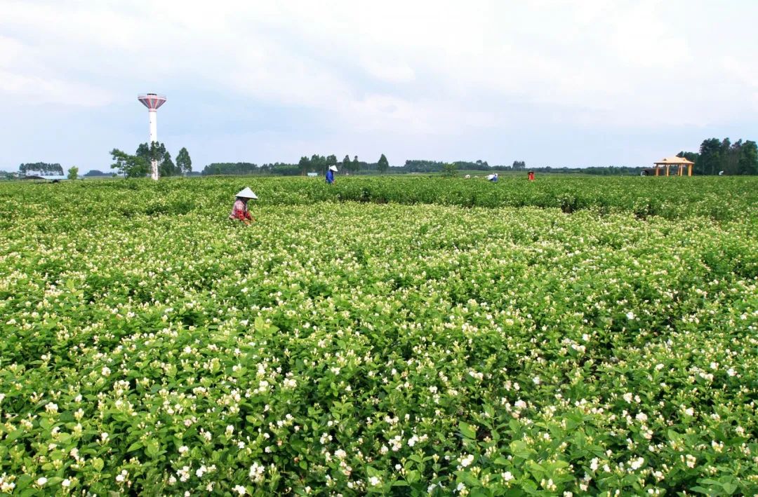 全球60%以上,享有"全球每10朵茉莉花,6朵产自广西横县"的美誉