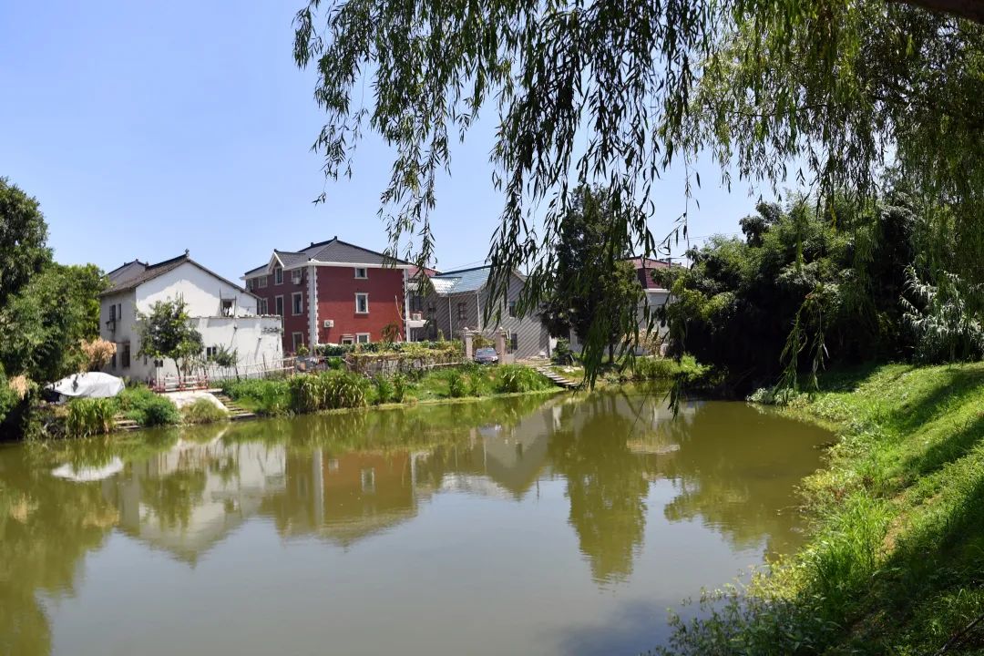 嘉定区马陆镇大裕村一串葡萄背后的突围与逆袭我和我的小康村