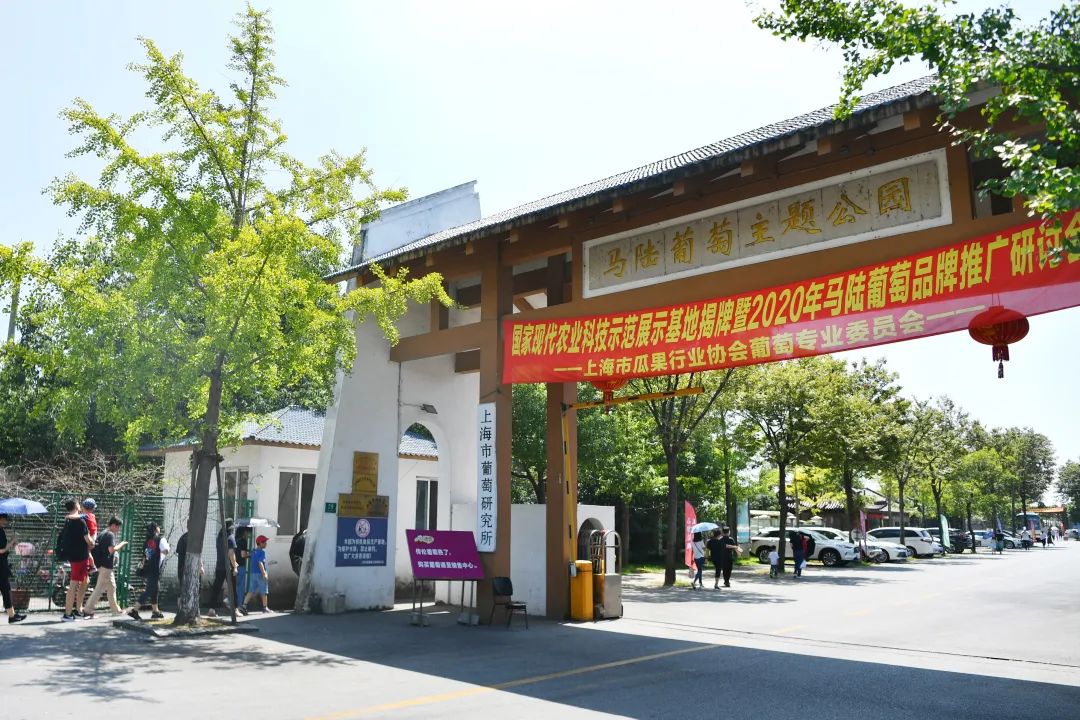 嘉定区马陆镇大裕村:一串葡萄背后的突围与逆袭 | 我和我的小康村