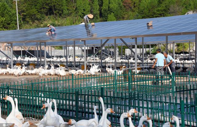 浙江仙居废弃矿山变身光伏发电与养鹅场助力农民增收