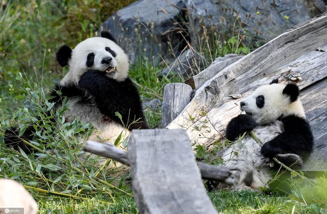 快1岁啦!德国动物园大熊猫双胞胎嬉戏打闹萌化人心