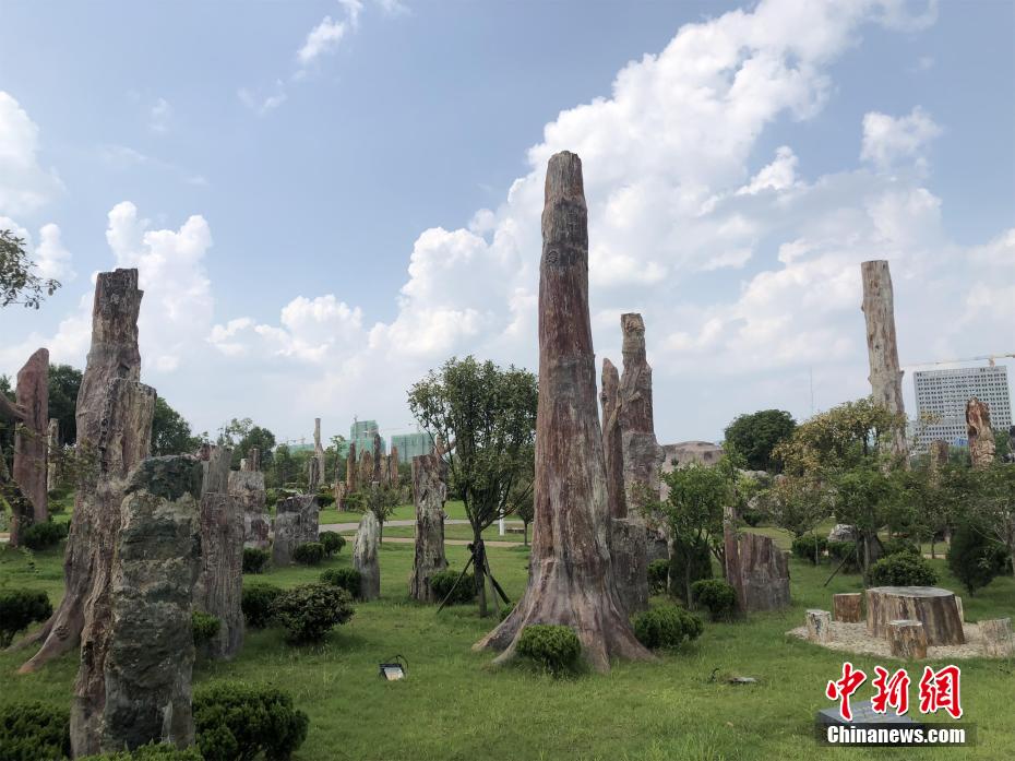 世界最大树化石林1314棵树化石浪漫演绎"亘古之恋"