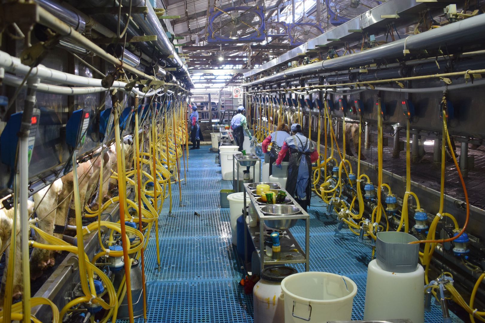 上海乳业老字号疫情中找到机遇奶牛场生产一线藏着逆势发展密码