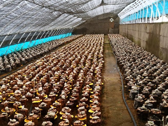 这里是目前国内桑黄种植规模最大的千济方007号基地