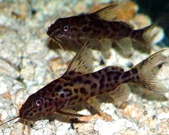 为什么说无鳞鱼比较难养 事实真的如此吗 最根本的原因不在这里 无鳞鱼 鱼缸 观赏鱼 新浪新闻