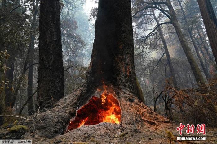 当地时间8月24日，美国加州大盆地红杉州立公园，山火在一颗红杉树的树洞里燃烧。