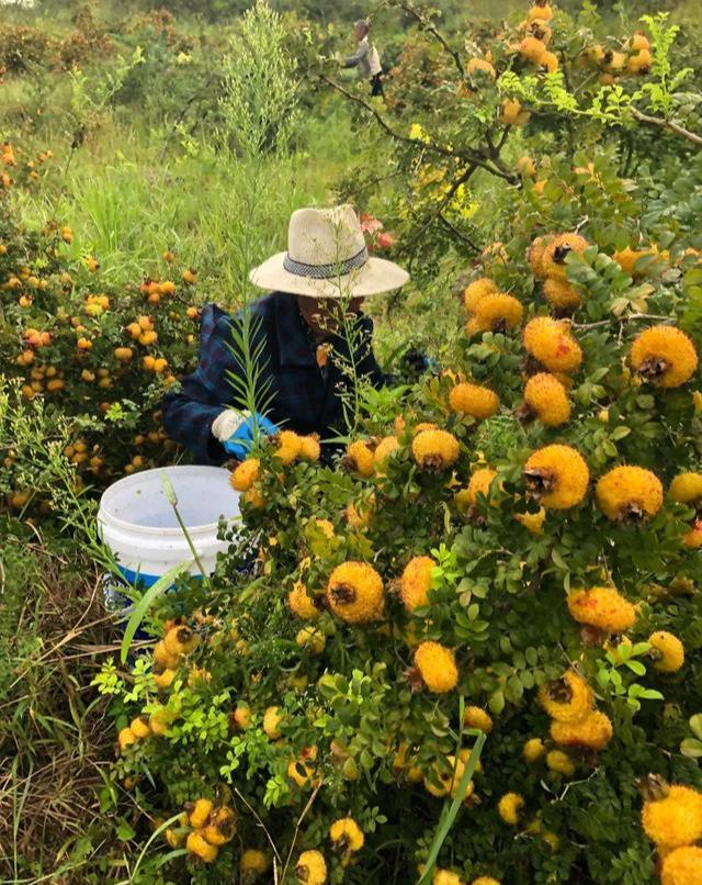 山间刺梨香,金秋采摘忙,天刺力鲜果收购期开启了