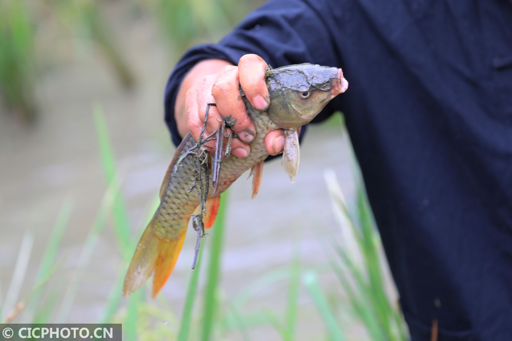 湖南吉首:稻香鱼肥村民乐