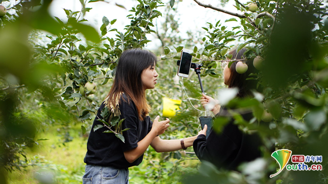南京师范大学学子在果园直播介绍苹果.中国青年网通讯员 胡佩君 供图