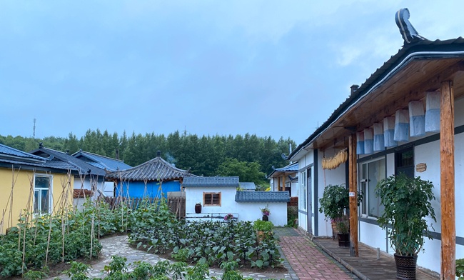 吉林省延边朝鲜族自治州和龙市西城镇金达莱村:向阳生长的金达莱 花开