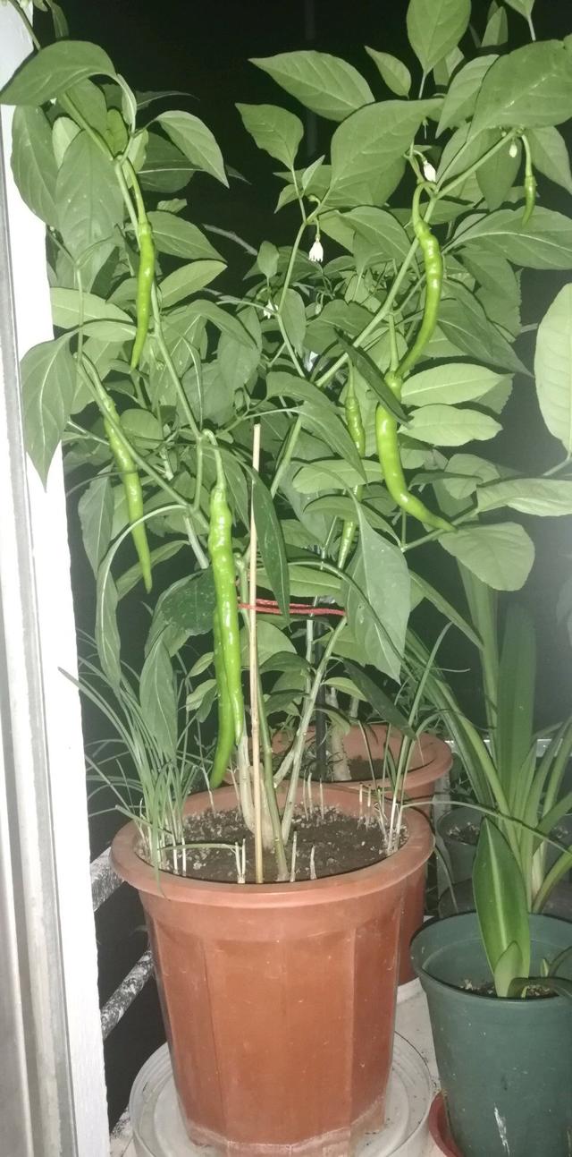 她在花盆里种的 辣椒 8月已经收获满满 阳台种菜挺好 辣椒 花盆 阳台 新浪新闻 她在花盆里种的 辣椒 8月已经收获满满 阳台种菜挺好 辣椒 花盆 阳台 新浪新闻