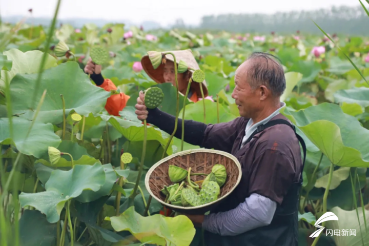 荷花娇艳满池塘莲蓬采摘正当时台儿庄这处宝地让你一饱眼福