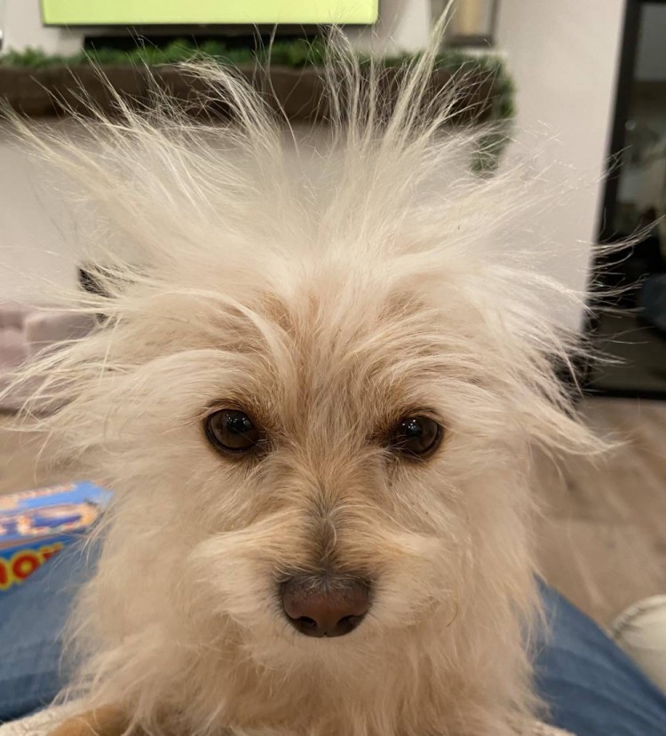 比尔拉塞尔tnt天团的头发加起来还不如我家狗的多