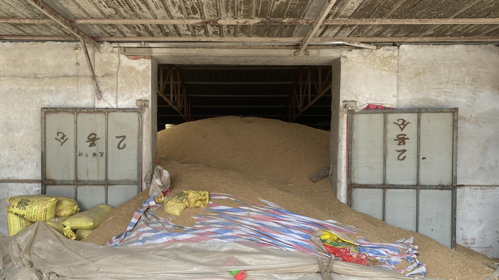 探访中国小麦第一县：种粮大户谷满仓 农民留粮在手等好价