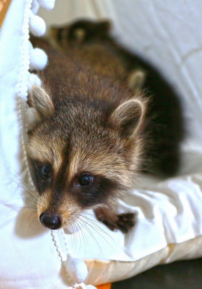 武汉:新生小浣熊四胞胎满月