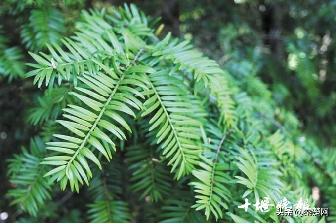 十堰3棵铁坚油杉相依相伴 树龄均在500年以上|油杉|树龄|古树_新浪新闻