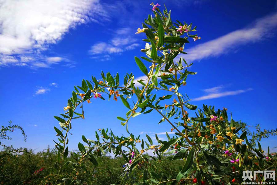 枸杞花开(央广网记者 张雷 摄)