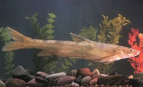 扁吻鱼和塔里木裂腹鱼.图片:cafs