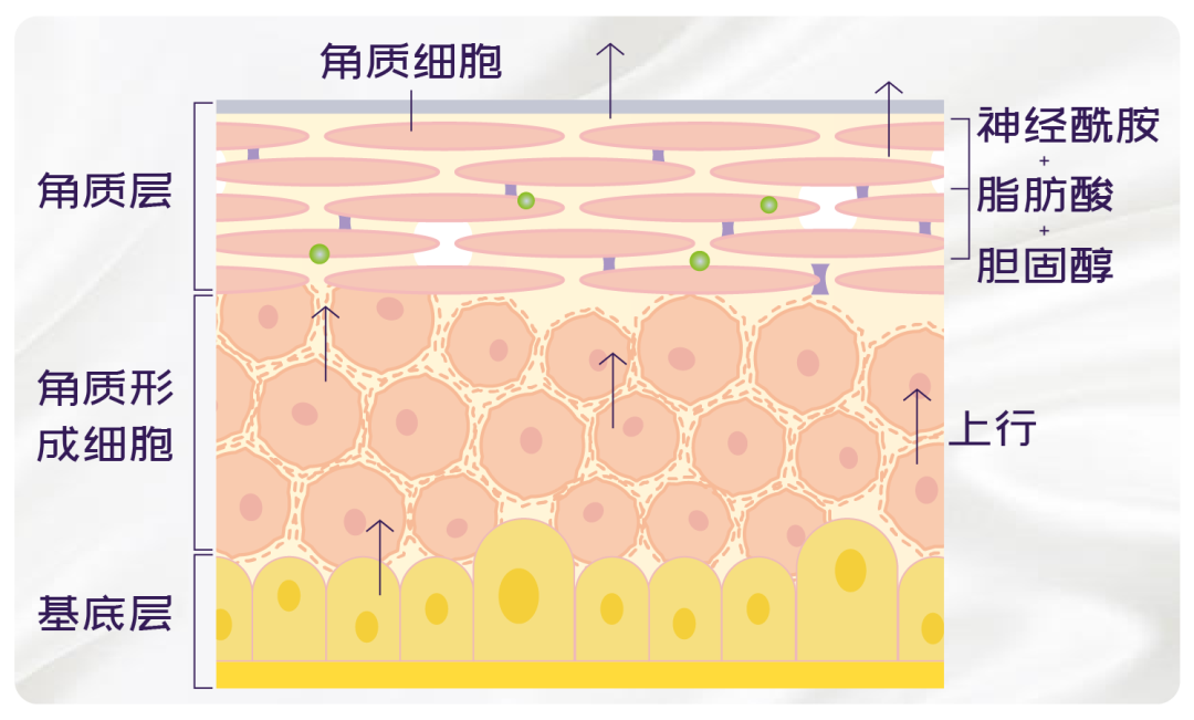每过 28 天,角质层就会自行更新一次,其中老旧的角质细胞(角质层的