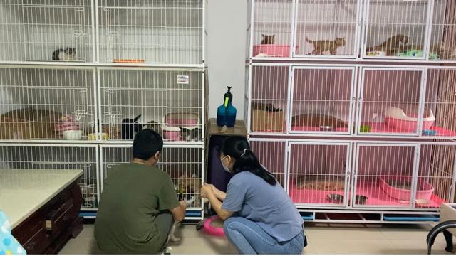 盲目投喂不可取！北京90后女孩帮700多流浪猫回家休闲区蓝鸢梦想 - Www.slyday.coM