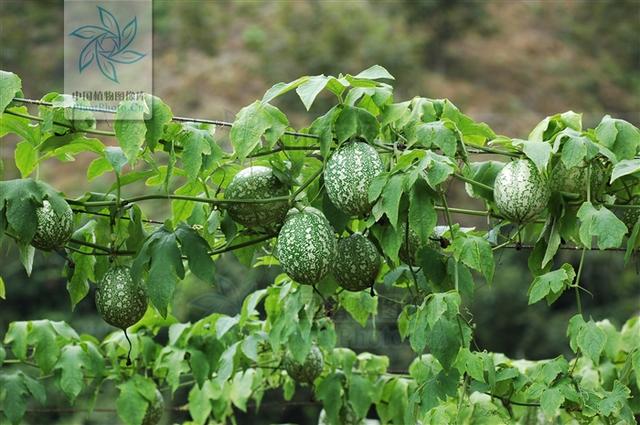 王菩,地楼,泽巨,泽冶,王白,天瓜,瓜蒌,泽姑,黄瓜,天圆子,柿瓜,狗苦瓜